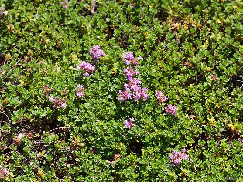 Thymus praecox am Gartenteich (Einrichtungsbeispiele mit Frühblühender Thymian)