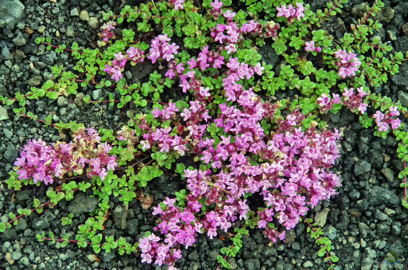 Wolliger Thymian: Thymus pseudolanuginosus im Garten pflanzen (Einrichtungsbeispiele mit Thymus pseudolanuginosus)