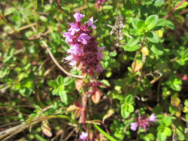 Thymus pulegioides am Gartenteich (Einrichtungsbeispiele mit Feldthymian)