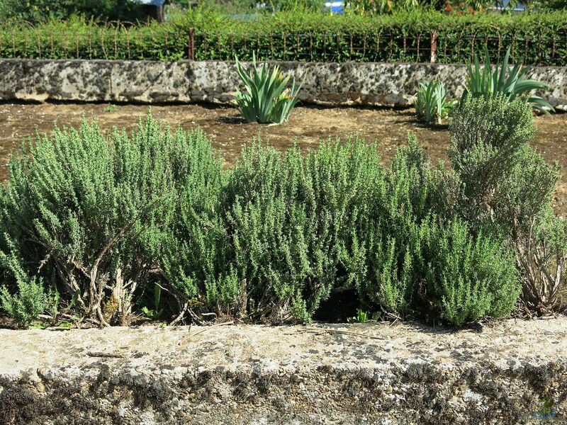 Thymus vulgaris am Gartenteich (Einrichtungsbeispiele mit Echter Thymian)