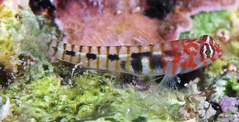 Tigrigobius redimiculus im Aquarium halten (Einrichtungsbeispiele für Tigrigobius redimiculus)
