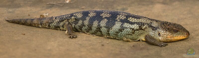 Tiliqua scincoides scincoides im Terrarium halten (Einrichtungsbeispiele für Östlicher Blauzungenskink)