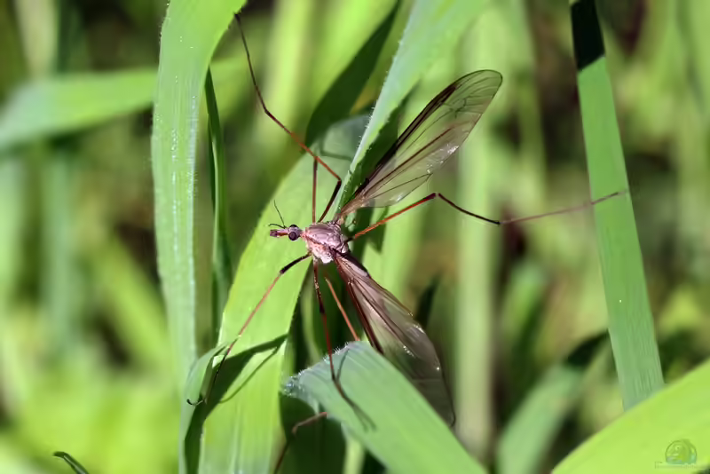 Tipula oleracea im Garten (Einrichtungsbeispiele mit Kohlschnake)