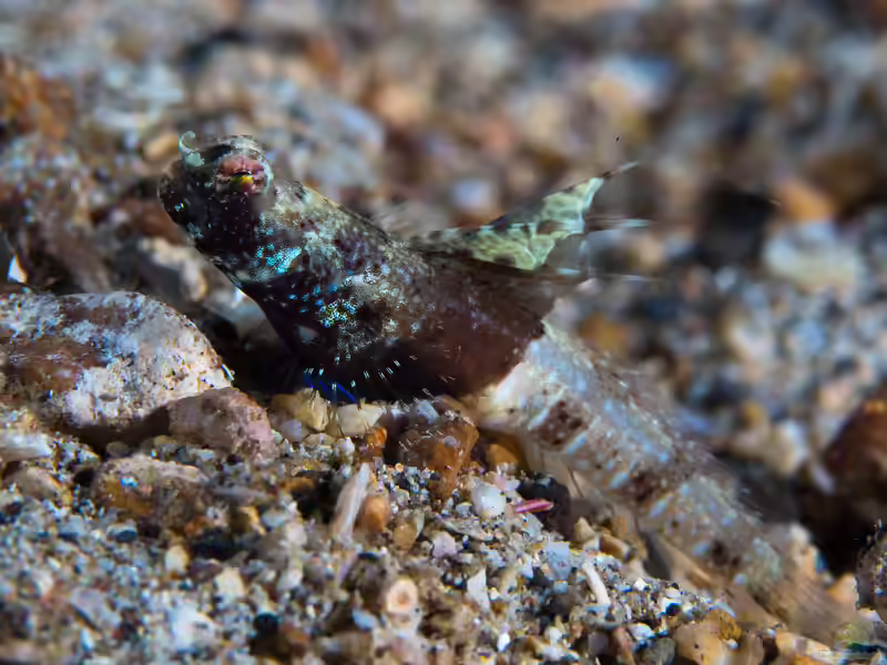 Tomiyamichthys nudus im Aquarium halten (Einrichtungsbeispiele für Tomiyamichthys nudus)