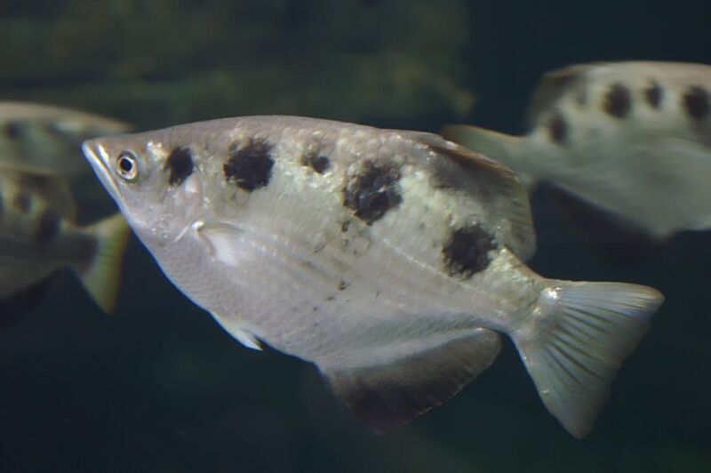 Toxotes chatareus im Aquarium halten (Einrichtungsbeispiele für Gefleckter Schützenfisch)
