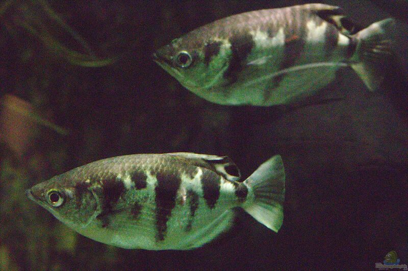 Toxotes microlepis im Aquarium halten (Einrichtungsbeispiele für Kleinschuppiger Schützenfisch)  - Toxotes-microlepisaquarium