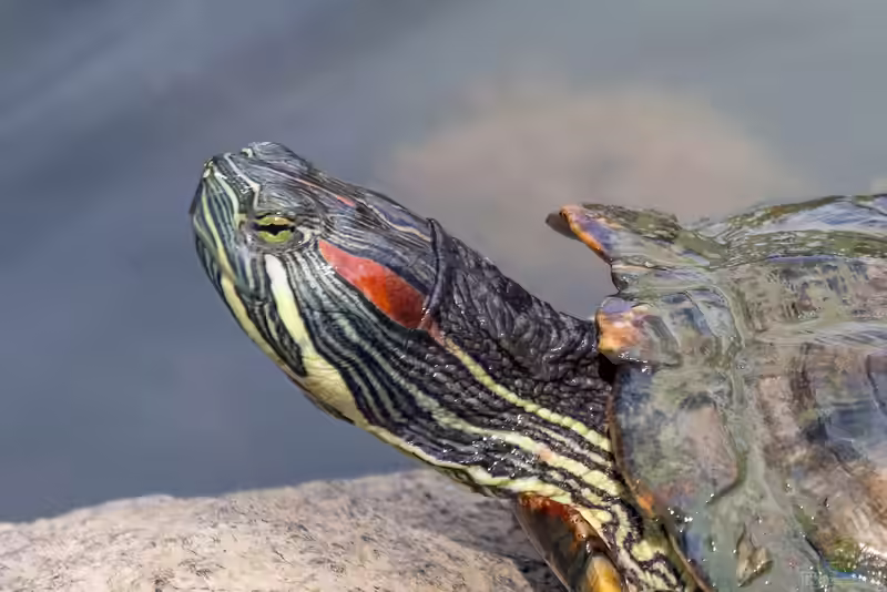 Trachemys scripta elegans im Gartenteich (Einrichtungsbeispiele für Rotwangenschmuckschildkröten)