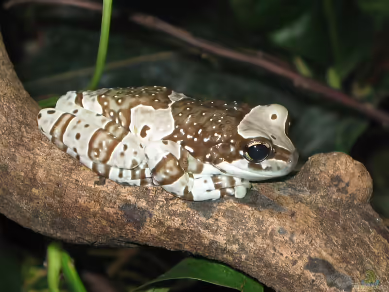 Trachycephalus resinifictrix im Terrarium halten (Einrichtungsbeispiele für Baumhöhlen-Krötenlaubfrosch)