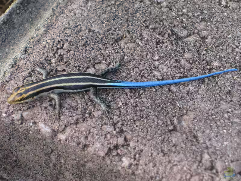 Trachylepis quinquetaeniata im Terrarium halten (Einrichtungsbeispiele für Afrikanischer Blauschwanzskink)