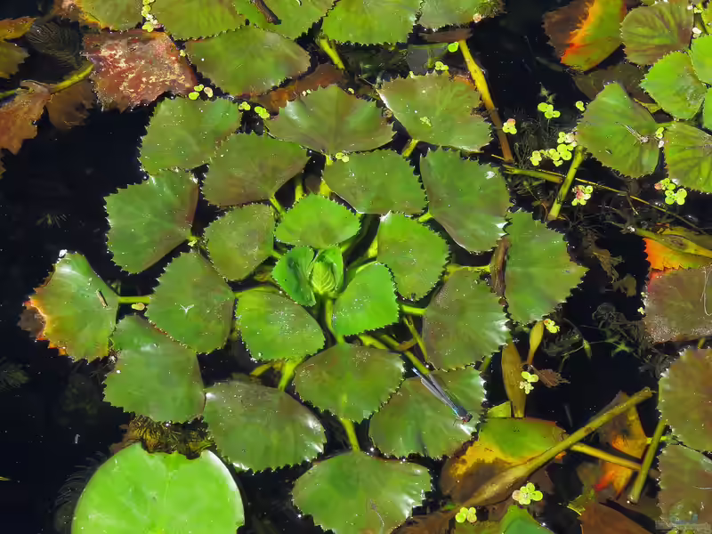 Trapa natans im Gartenteich (Einrichtungsbeispiele mit Europäische Wassernuss)