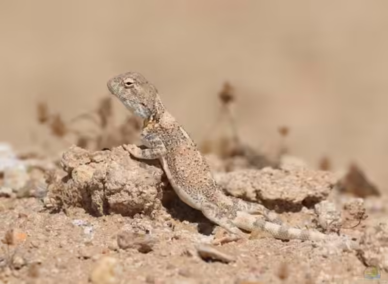 Trapelus mutabilis im Terrarium halten (Einrichtungsbeispiele für Wüstenagame)