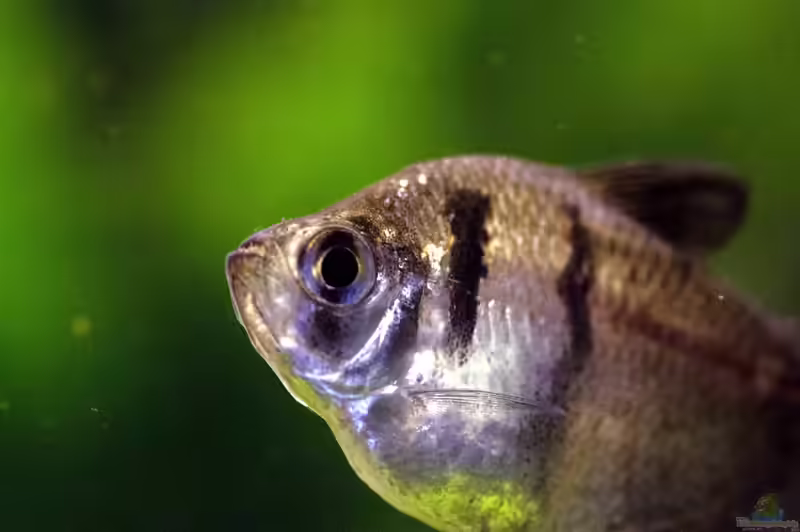 Gymnocorymbus ternetzi im Aquarium halten (Einrichtungsbeispiele mit Trauermantelsalmler)