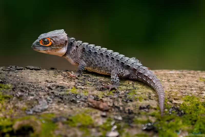 Tribolonotus gracilis im Terrarium halten (Einrichtungsbeispiele mit Orangeaugen Helmskink)