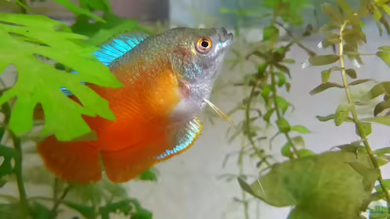 Trichogaster chuna im Aquarium halten (Einrichtungsbeispiele mit Honiggurami)