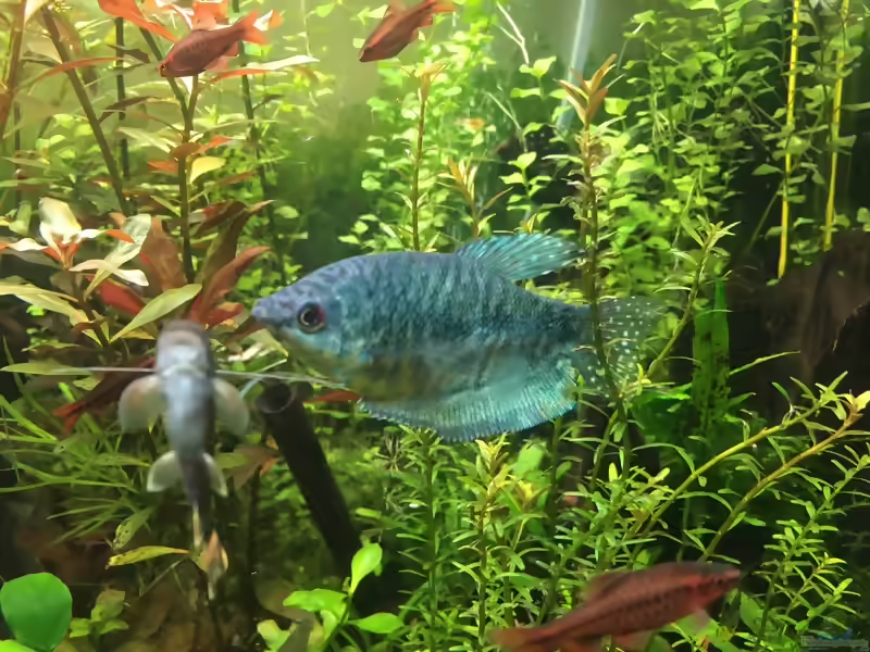 Trichopodus trichopterus im Aquarium halten (Einrichtungsbeispiele mit Gepunkteter Fadenfisch)