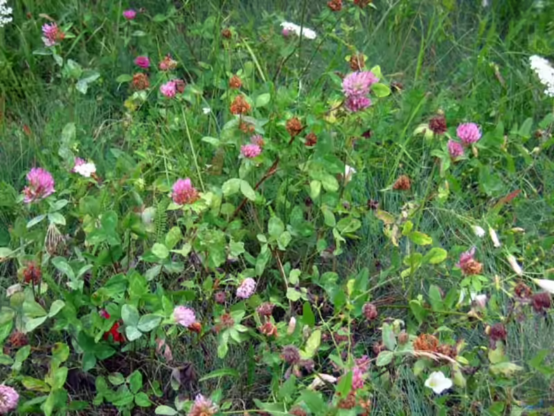 Trifolium pratense im Garten pflanzen (Einrichtungsbeispiele mit Wiesenklee)