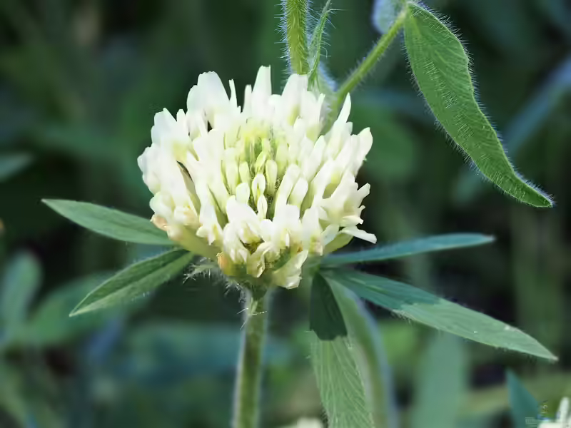 Trifolium trichocephalum im Garten pflanzen (Einrichtungsbeispiele mit Großlaubiger Klee)