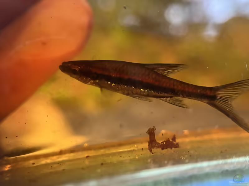 Trigonopoma gracile - Schlanke Rasbora: Haltung, Pflege und Zucht im Aquarium (Einrichtungsbeispiele mit Trigonopoma gracile)
