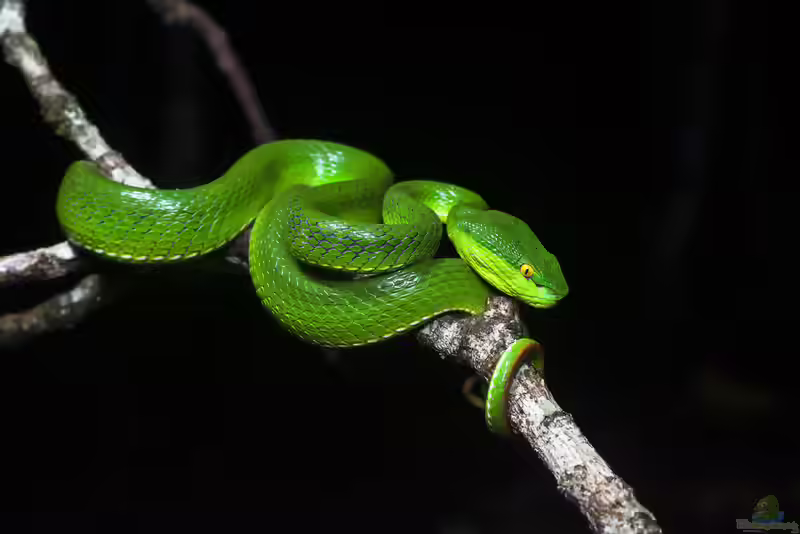 Trimeresurus albolabris: Weißlippen-Bambusotter im Terrarium halten (Einrichtungsbeispiele mit Weißlippen-Bambusotter)
