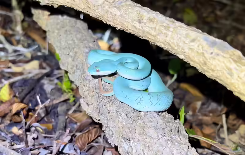 Trimeresurus insularis: Insel-Bambusotter im Terrarium halten (Einrichtungsbeispiele mit Insel-Bambusotter)