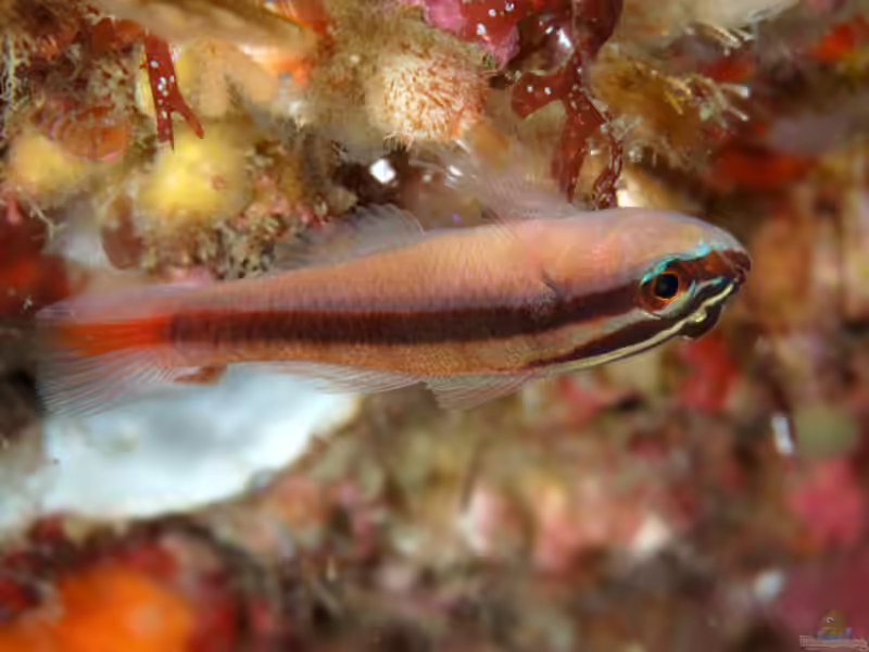 Trimma grammistes im Aquarium halten (Einrichtungsbeispiele für Trimma grammistes)