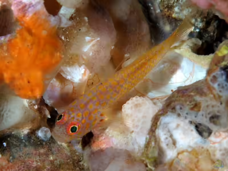 Trimma macrophthalmum im Aquarium halten (Einrichtungsbeispiele für Trimma macrophthalmum)