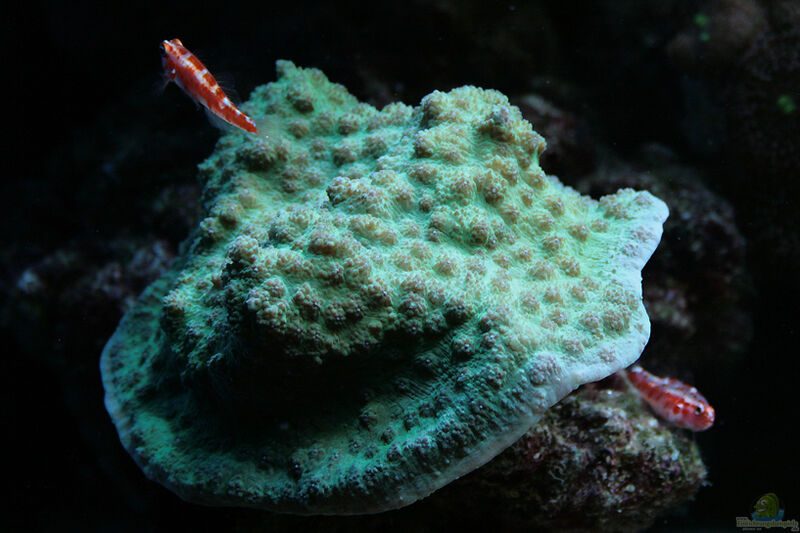 Trimma rubromaculatum im Aquarium halten (Einrichtungsbeispiele für Trimma rubromaculatum)