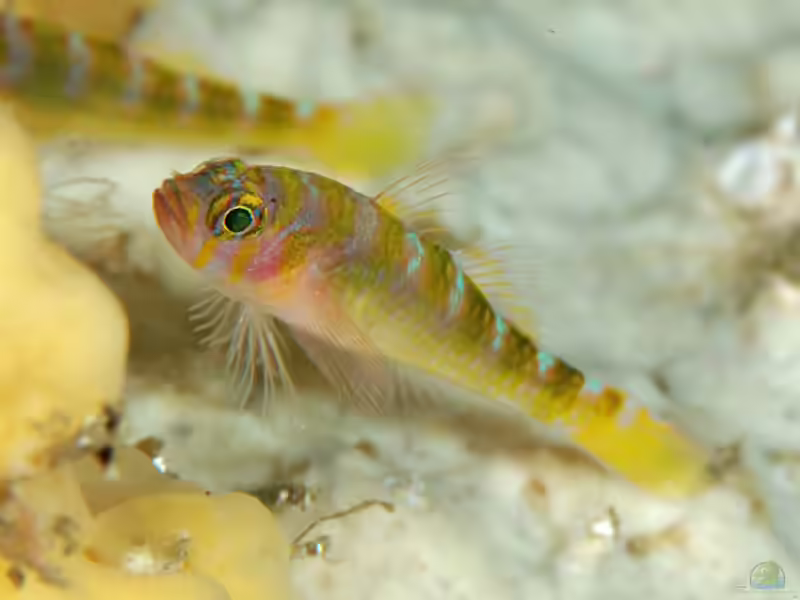 Trimma yanagitai im Aquarium halten (Einrichtungsbeispiele für Trimma yanagitai)