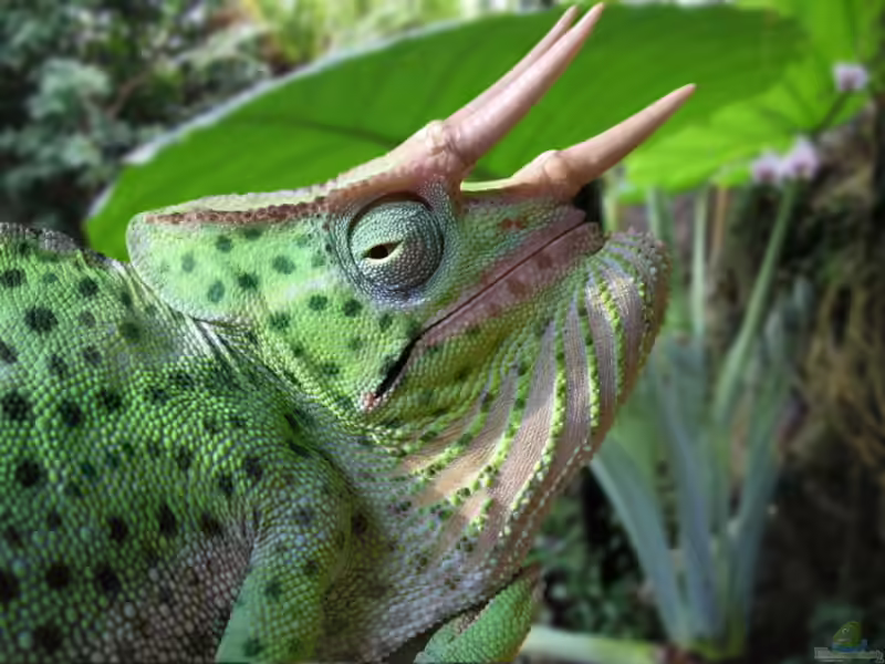 Trioceros deremensis im Terrarium halten (Einrichtungsbeispiele mit Usambara-Dreihorn-Chamäleon)