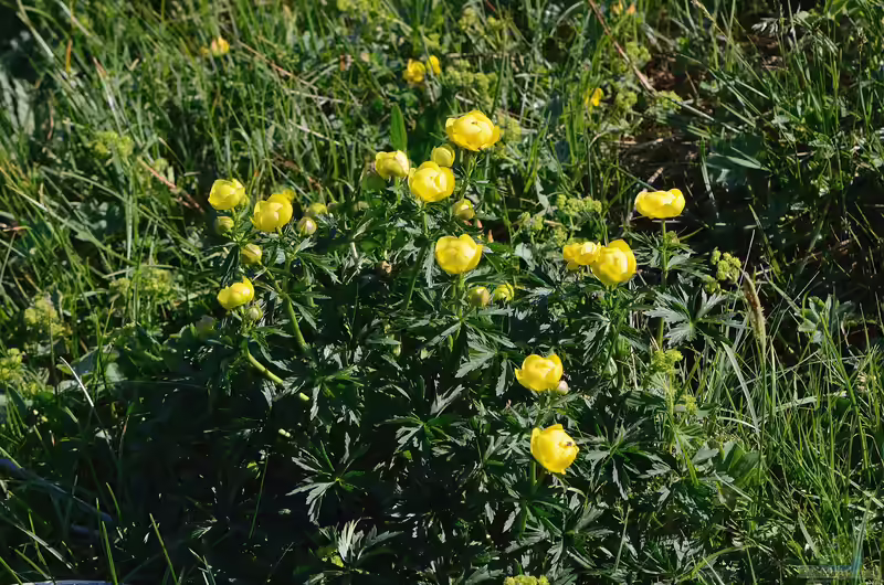Trollius europaeus am Gartenteich pflegen (Einrichtungsbeispiele mit Europäische Trollblume)
