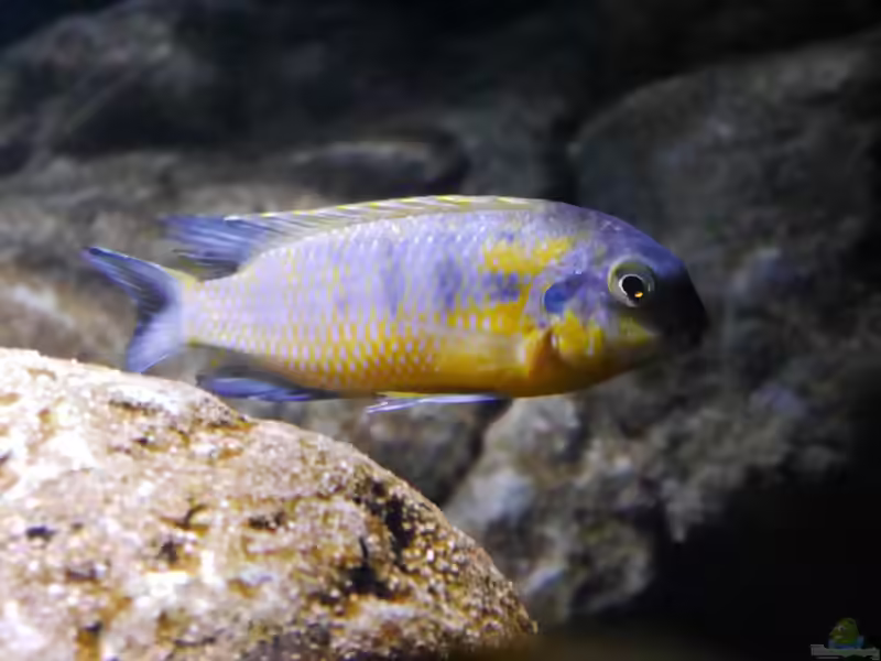 Tropheops: farbenstarke Mbuna aus dem Malawisee (Einrichtungsbeispiele mit Tropheops-Arten)