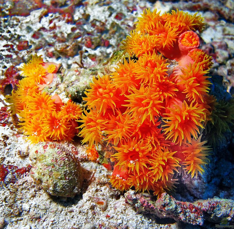Tubastraea faulkneri im Aquarium halten (Einrichtungsbeispiele für Orange-Gelbe Kelchkoralle)
