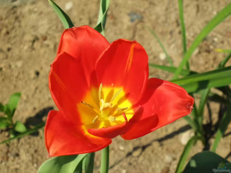 Tulipa vvedenskyi im Garten pflanzen (Einrichtungsbeispiele mit Usbekische Tulpe)