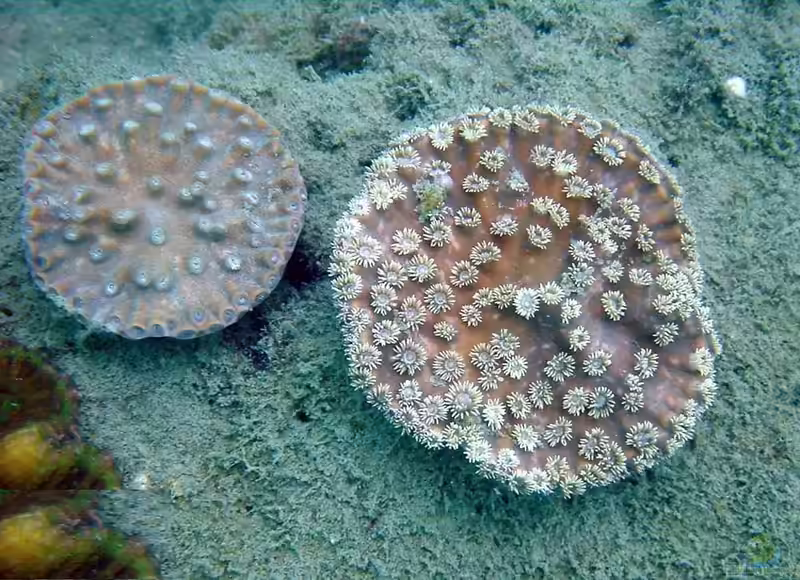 Turbinaria peltata im Aquarium halten (Einrichtungsbeispiele für Pagodenkoralle)