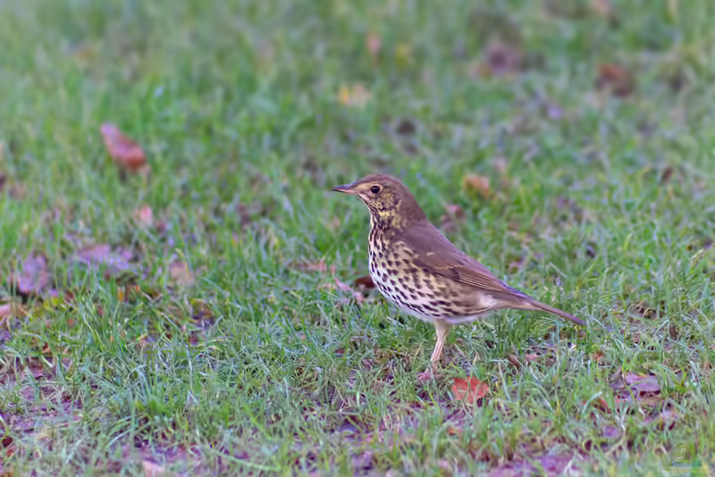 Turdus philomelos im Garten (Einrichtungsbeispiele mit Singdrossel)