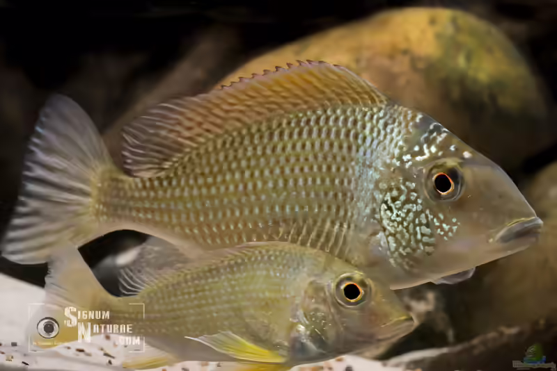 Tylochromis: Seltene afrikanische Großcichliden für erfahrene Aquarianer (Einrichtungsbeispiele mit Tylochromis-Arten)