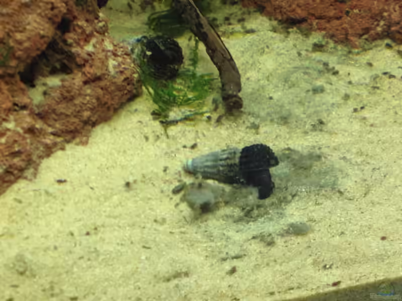 Tylomelania patriarchalis im Aquarium halten (Einrichtungsbeispiele mit Schwarze Perlhuhnschnecke)