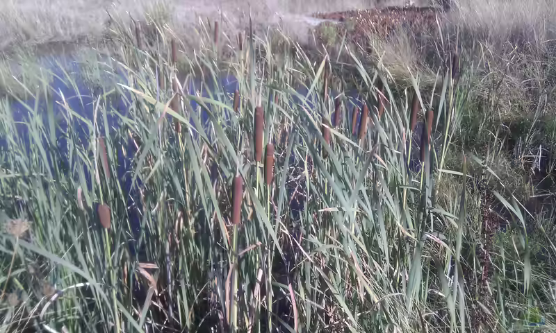 Typha latifolia am Gartenteich (Einrichtungsbeispiele mit Breitblättriger Rohrkolben)