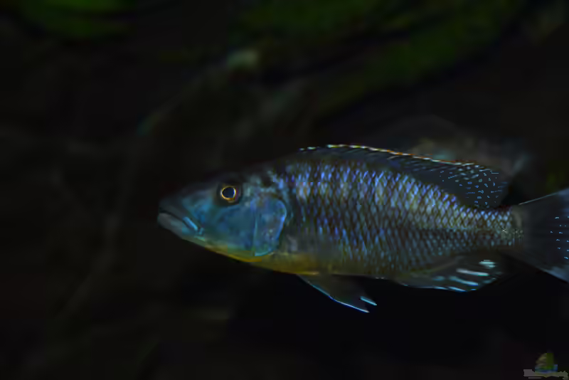 Tyrannochromis polyodon im Aquarium halten (Einrichtungsbeispiele mit Tyrannochromis polyodon)