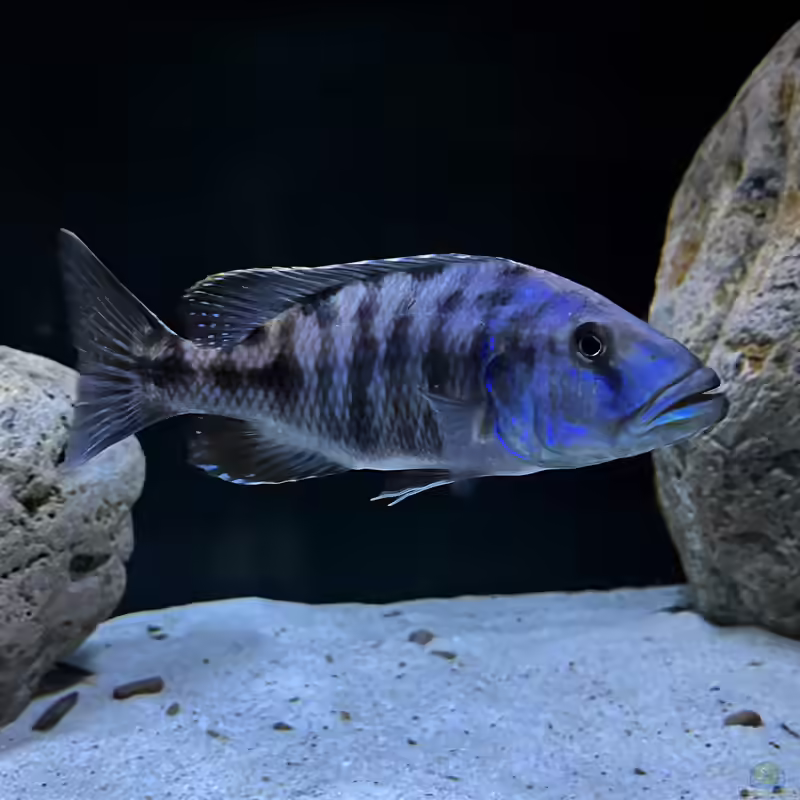 Tyrannochromis: Räuberische Malawi-Cichliden für erfahrene Aquarianer (Einrichtungsbeispiele mit Tyrannochromis-Arten)
