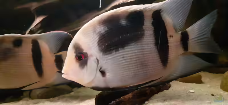 Uaru fernandezyepezi im Aquarium halten (Einrichtungsbeispiele mit Orinoco-Keilfleckbuntbarsch)