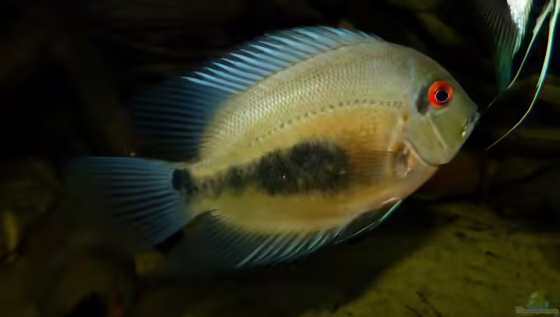 Uaru: Charakterstarke Südamerikaner für große, naturnahe Aquarien (Einrichtungsbeispiele mit Uaru-Arten)