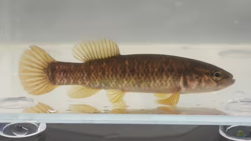 Umbra limi im Aquarium halten (Einrichtungsbeispiele mit Amerikanischer Hundsfisch)