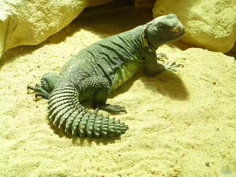 Uromastyx acanthinura im Terrarium halten (Einrichtungsbeispiele für Nordafrikanische Dornschwanzagame)