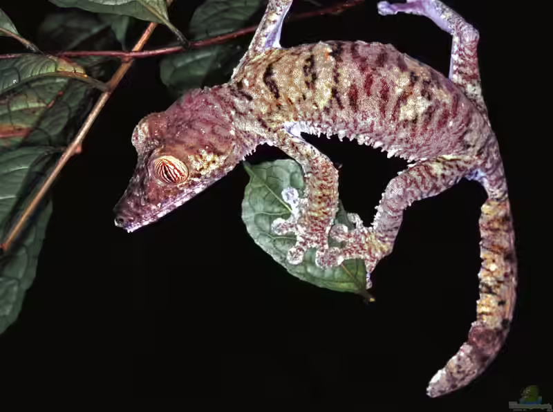 Uroplatus fimbriatus im Terrarium halten (Einrichtungsbeispiele mit Madagaskar-Blattschwanzgecko)