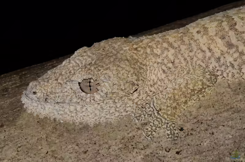 Garamaso-Plattschwanzgecko: Uroplatus garamaso im Terrarium halten (Einrichtungsbeispiele mit Uroplatus garamaso)