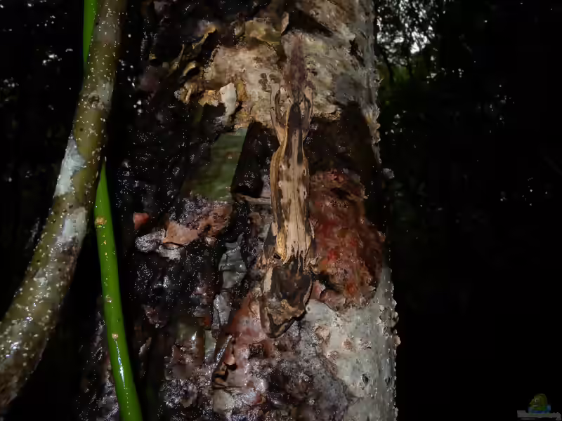 Uroplatus guentheri im Terrarium halten (Einrichtungsbeispiele mit Günthers Plattschwanzgecko)