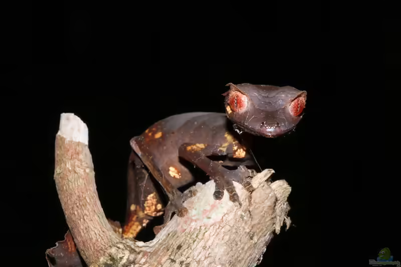 Gespenst-Plattschwanzgecko (Uroplatus phantasticus): Haltung, Lebensraum und Pflege im Terrarium (Einrichtungsbeispiele mit Uroplatus phantasticus)