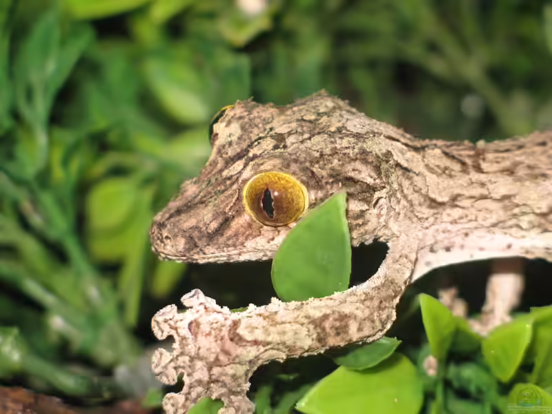 Uroplatus sikorae im Terrarium halten (Einrichtungsbeispiele mit Moosiger Blattschwanzgecko)