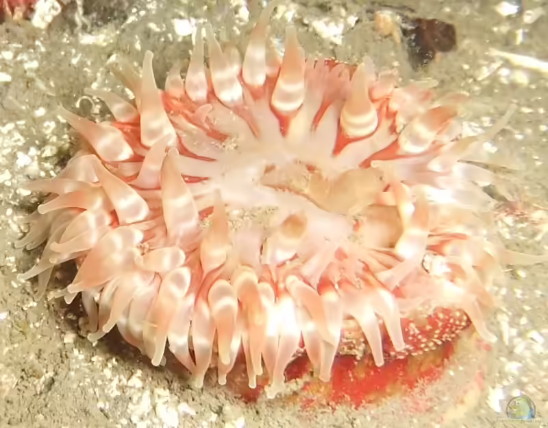 Urticina eques im Aquarium halten (Einrichtungsbeispiele für Europäische Seedahlie)